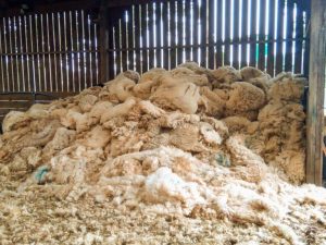 Sheep Wool