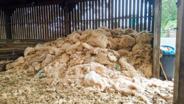 Sheep Wool