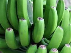 Fresh Green Organic Premium Grade A Matooke Banana, Guineo verde. The fruit is harvested green, you can then carefully peel it and then cook it; often mashed or pounded into a meal. (5 Count 2 Ib)