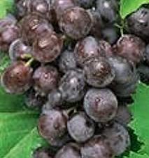 BLACK SEEDLESS GRAPES FRESH PRODUCE FRUIT PER POUND