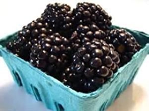 BLACKBERRIES FRESH PRODUCE FRUIT VEGETABLES 6 OZ
