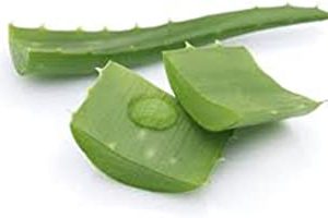 Aloe Vera Leaves, 1 Ct.