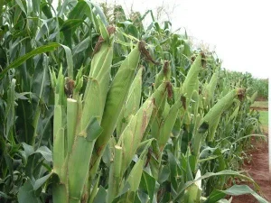 Maize Wholesale Per Kg