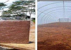 Coco Peat