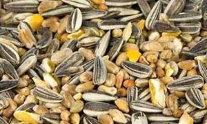 Bird Food