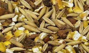 Deer Food