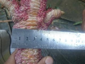 Dong Tao Chicken feet