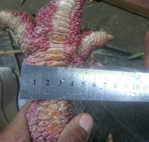 Dong Tao Chicken feet